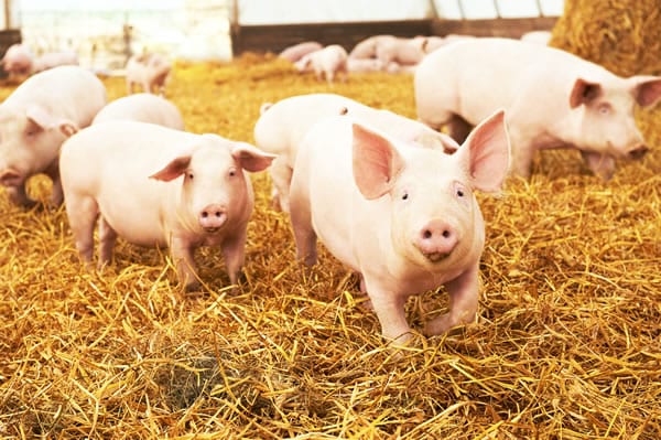 Acepsis Animal Hygiene