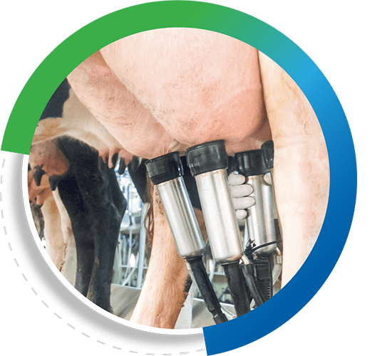 MASTITIS: The Costliest Problem on Dairy Farms!